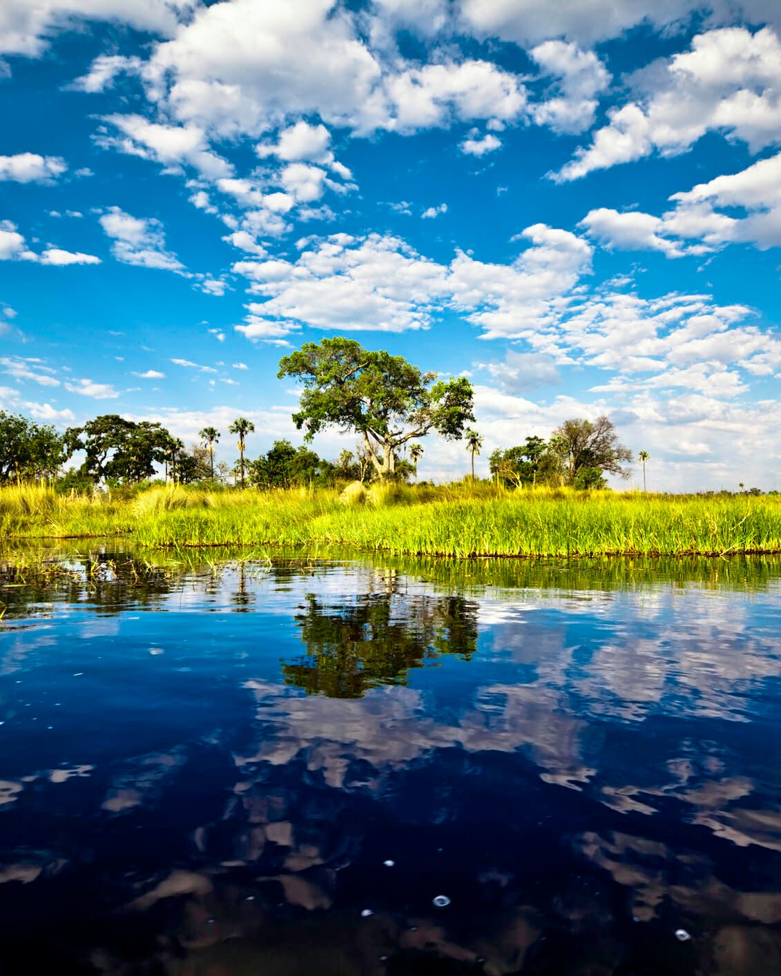 Bright landscape view of Okavango Delta, Botswana
