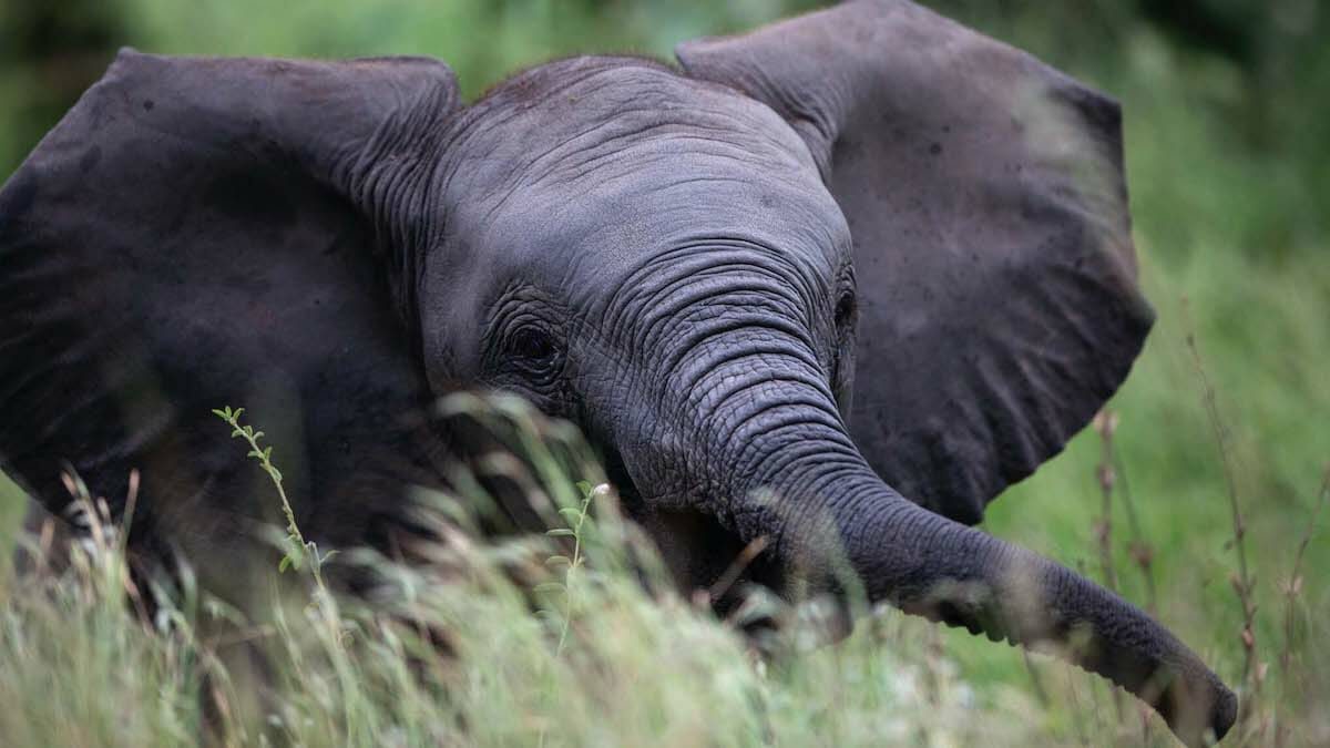 de beers Moving Giants initiative African Elephant