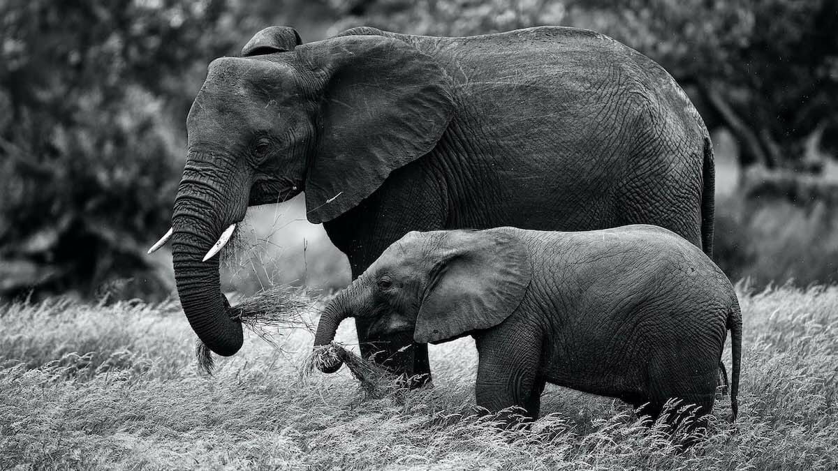 de beers Moving Giants initiative African Elephant