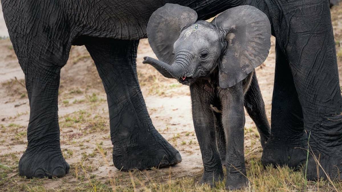de beers Moving Giants initiative African Elephant