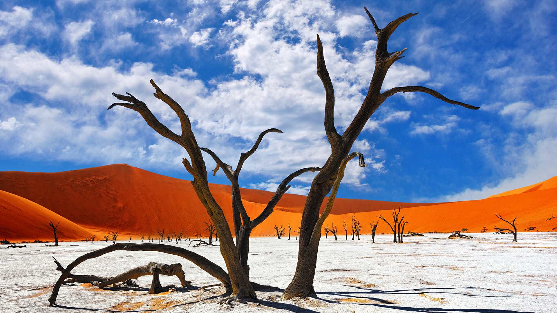 destination diamonds namibia africa travel trees