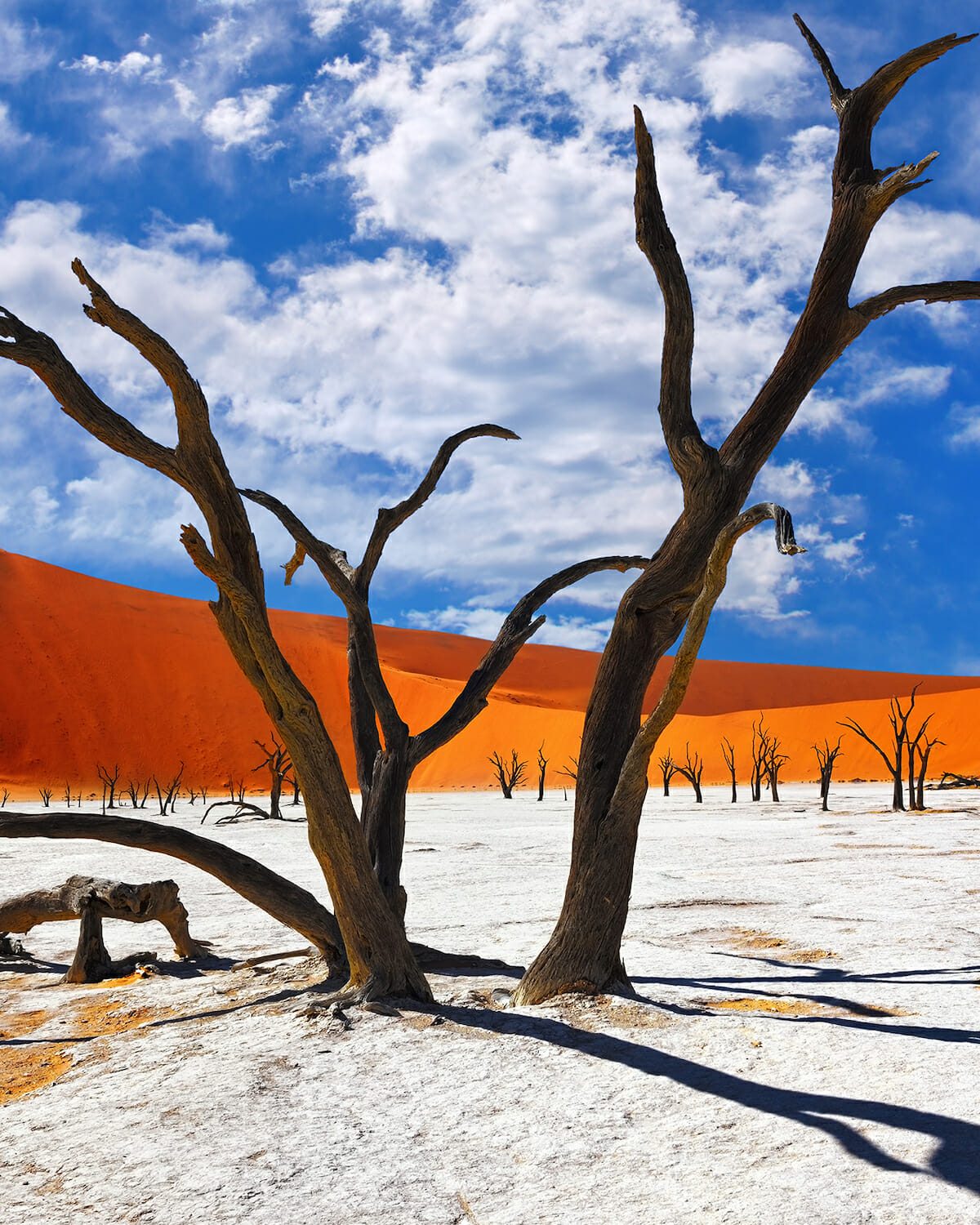 destination diamonds namibia africa travel sossusvlei trees desert