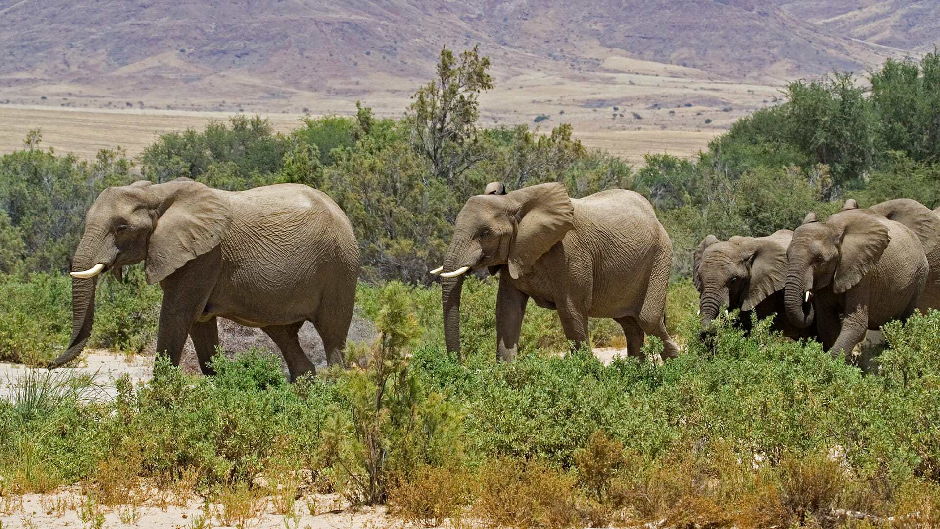 destination diamonds namibia africa travel elephant