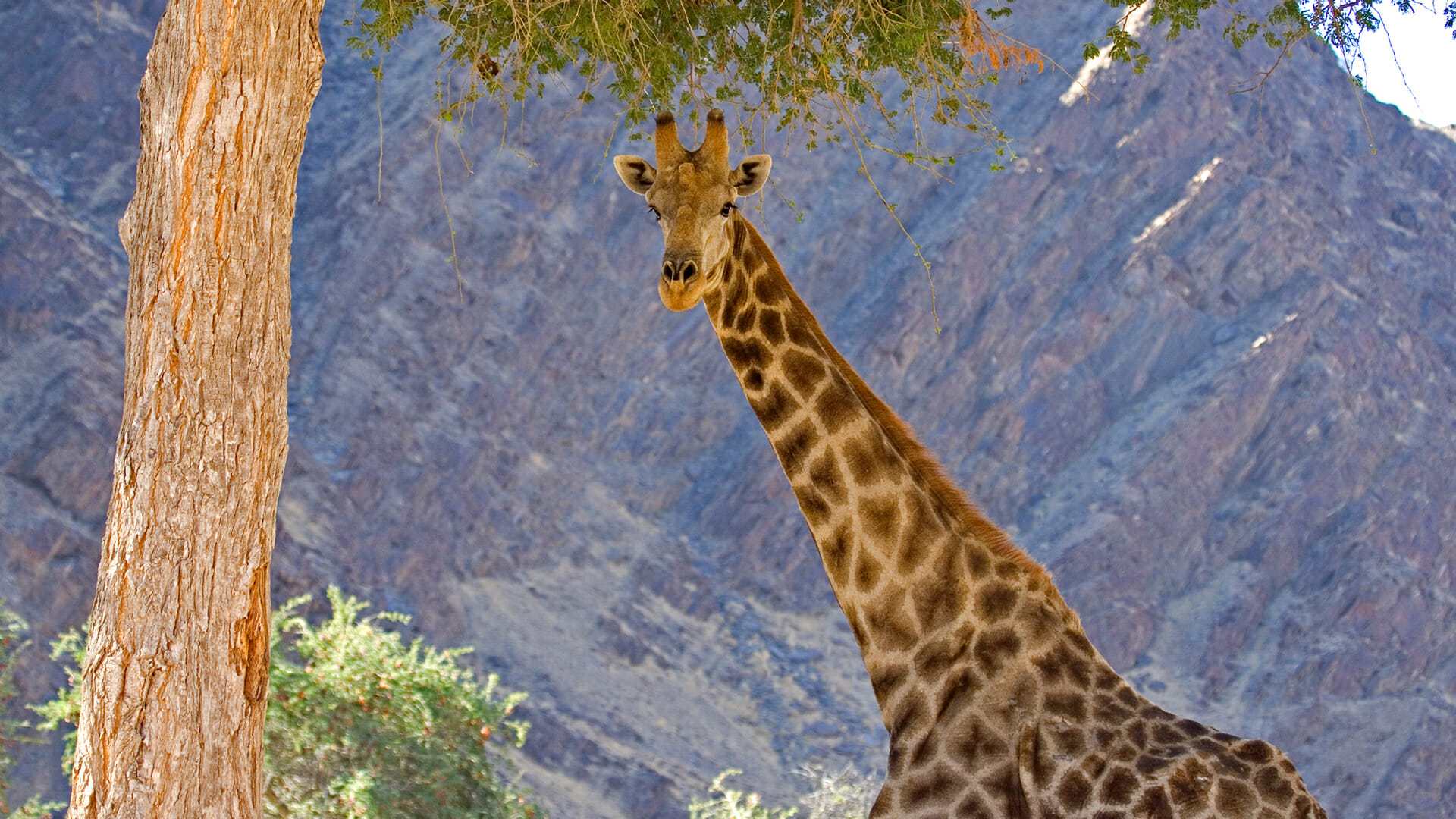 giraffe destination diamonds namibia africa travel