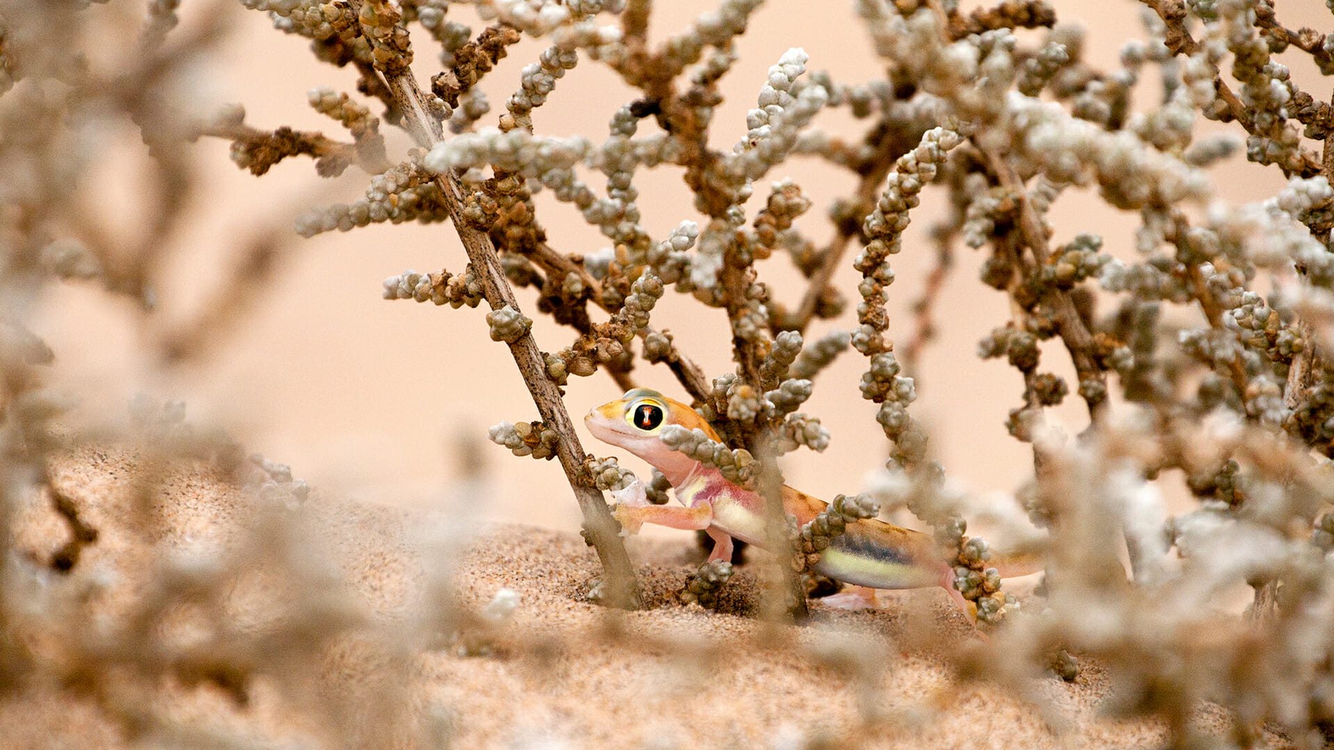 destination diamonds namibia africa travel animals gecko
