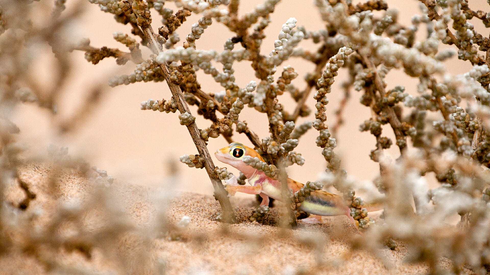 destination diamonds namibia africa travel lizard