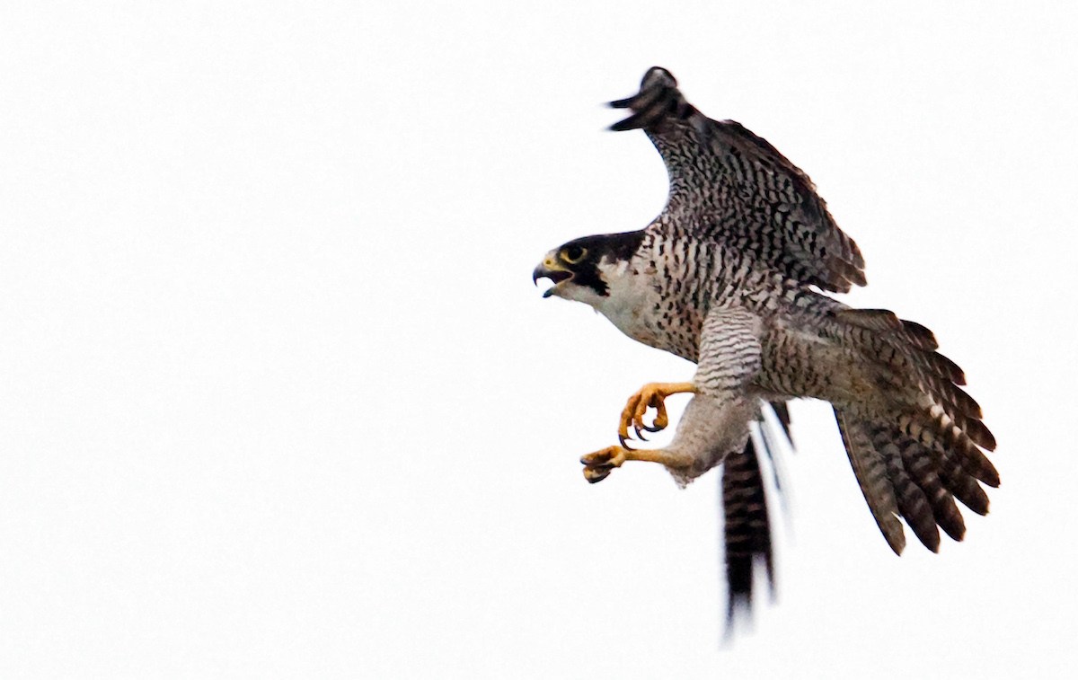 diamond mining environment canada birds nature