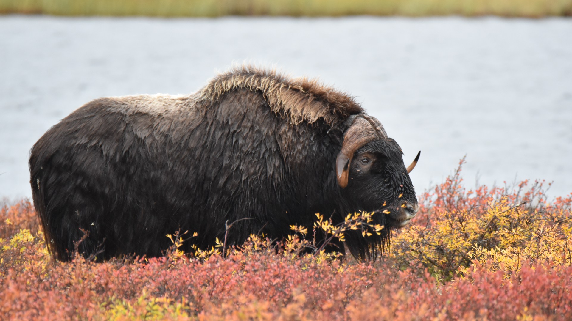 A buffalo near the Gahcho Kué diamond mine in the Northwest Territories
