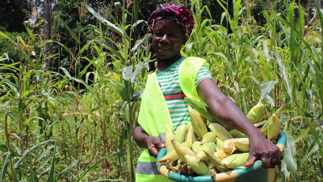 A farmer with a corn harvest as a result of GemFair's land reclamation program in Sierra Leone