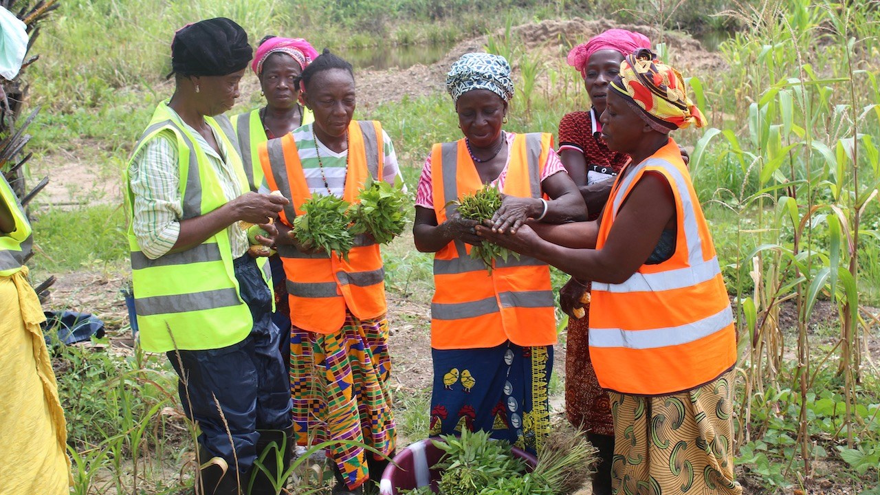 Farmers inspecting their harvest at a GemFair reclamation site in Sierra Leone