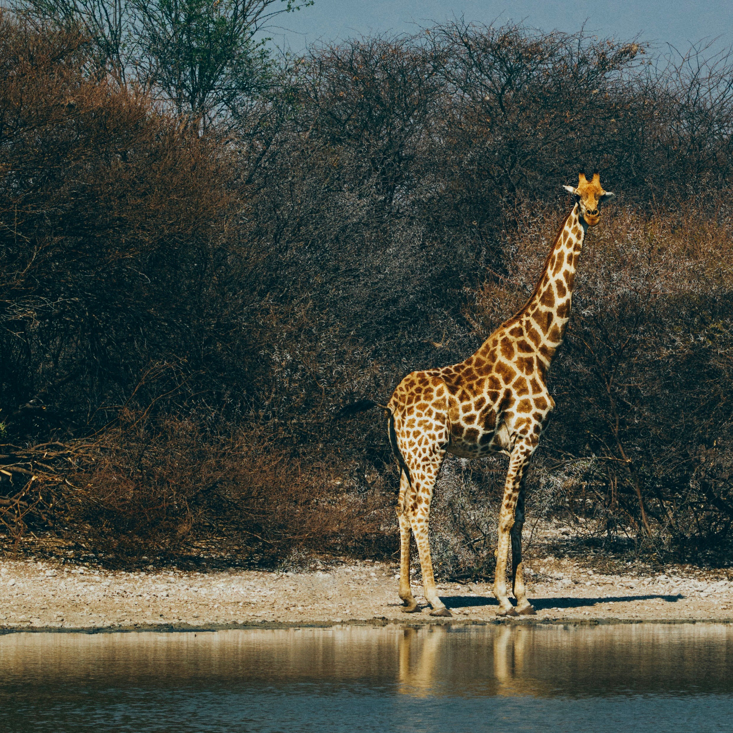 Giraffes in Orapa Game Park. lily james botswana diamonds