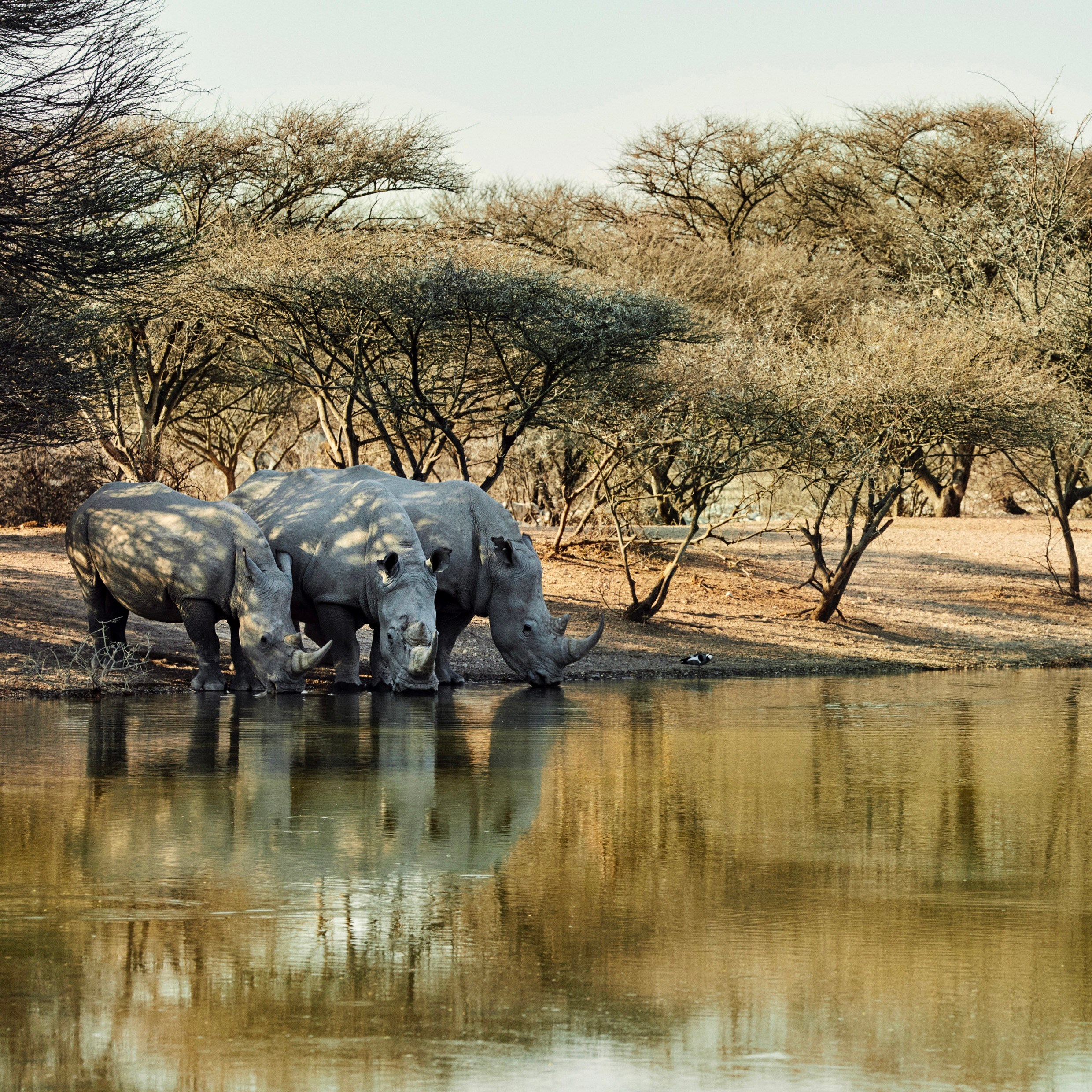Rhinos in Orapa Game Park.lily james botswana diamonds