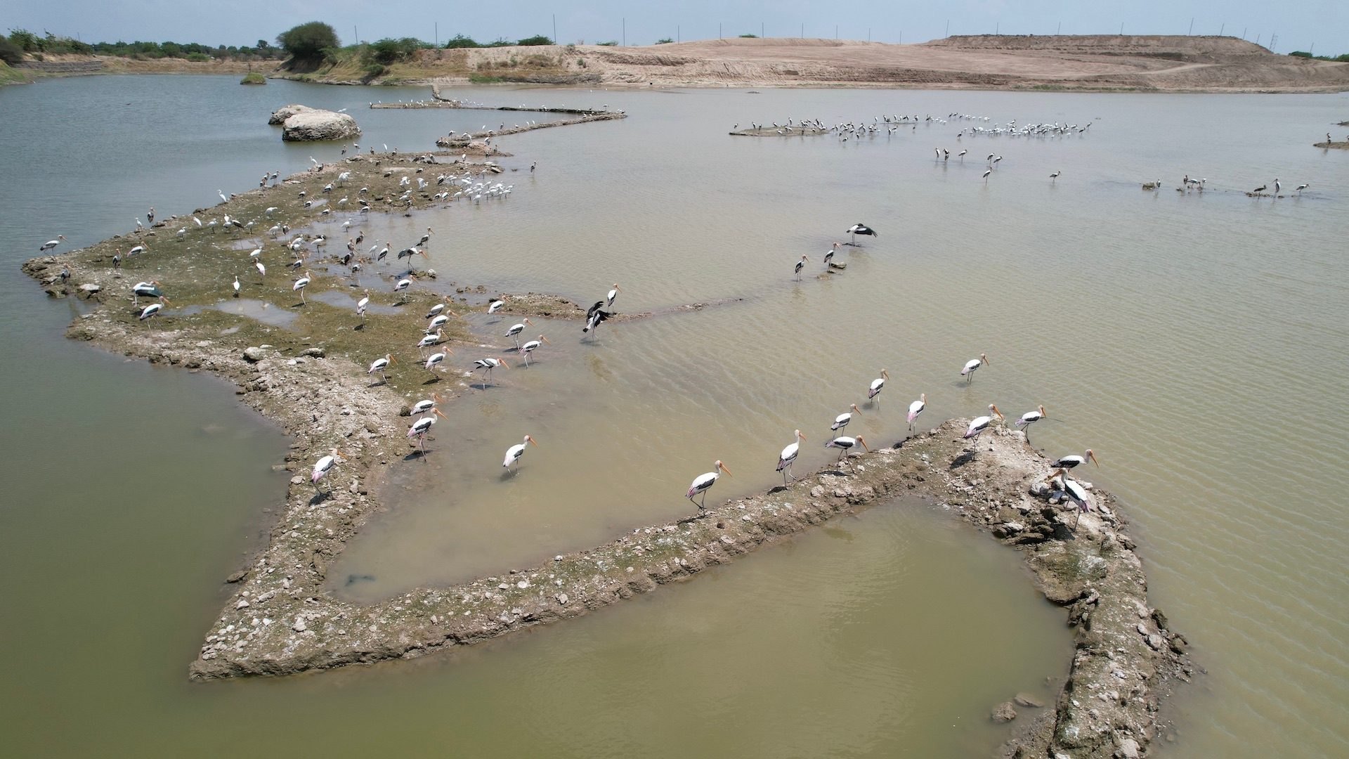 Painted storks gracing Naran Sarovar for the first time. An example of the transformation of the environment caused by the new lakes. (Photo courtesy of HK)