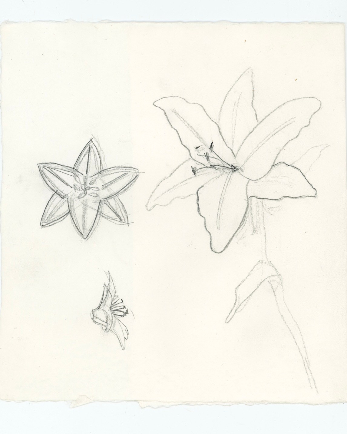 Bernard James Preliminary Sketches