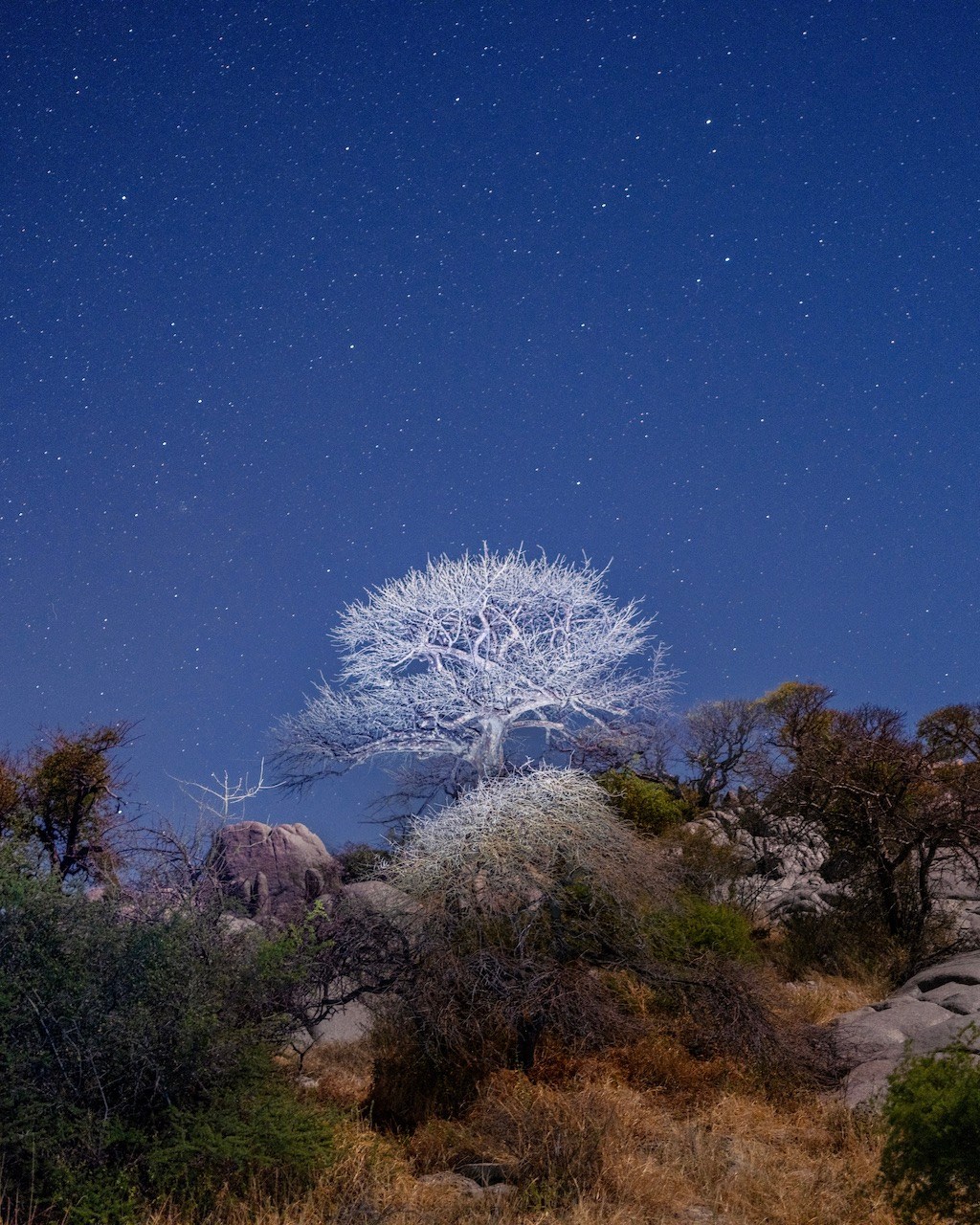 A tree in the blue night sky in Botswana from the 2025 Jared film by director Luc Jacquet, A Diamond is Born.