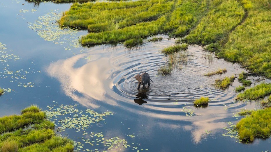 Aerial view of elephants, Okavango Delta, Botswana, Africa.