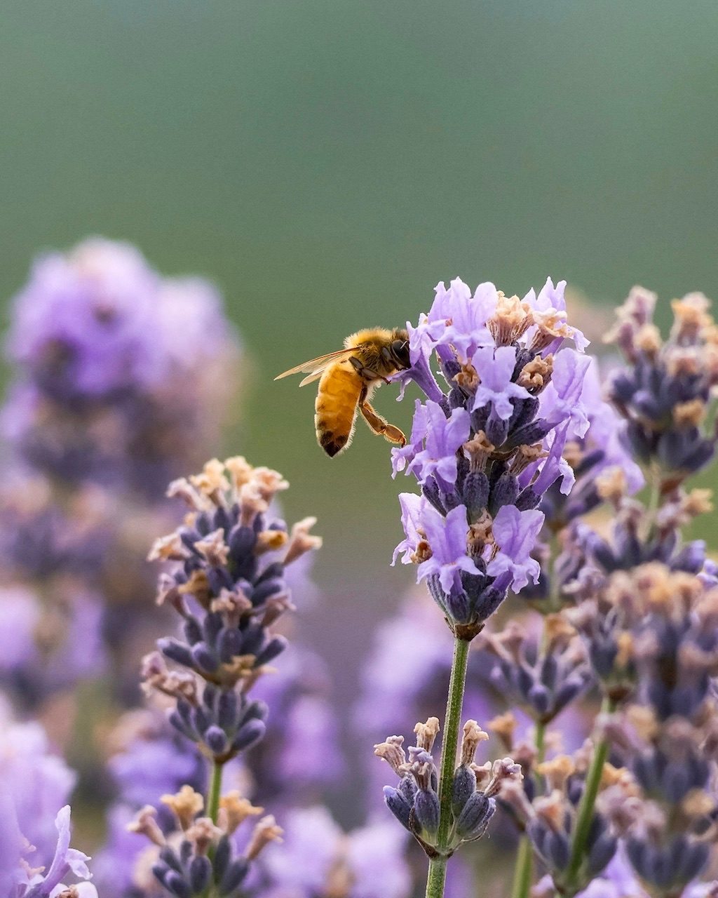 A honeybee collects nectar from lavender blossoms in Anantnag district on June 23, 2025, where Kashmir's ideal climate sustains thriving lavender fields. These productive blooms, cultivated under India's 'Aroma Mission,' support both local economies through essential oil production and regional biodiversity through pollination. (Photo by Basit Zargar / Middle East Images via AFP)