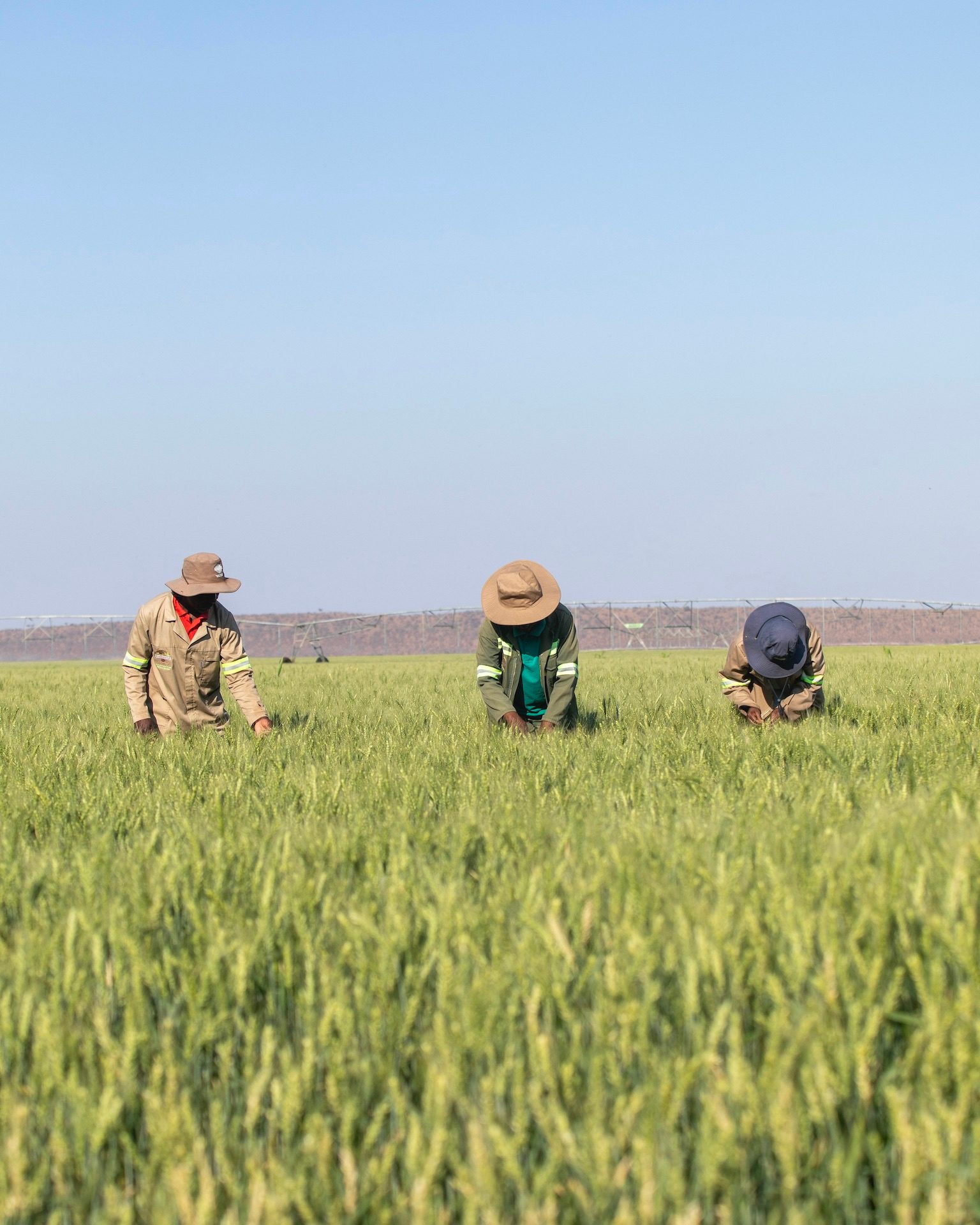 Wheat harvest at Kwenantle Farms, Botswana
