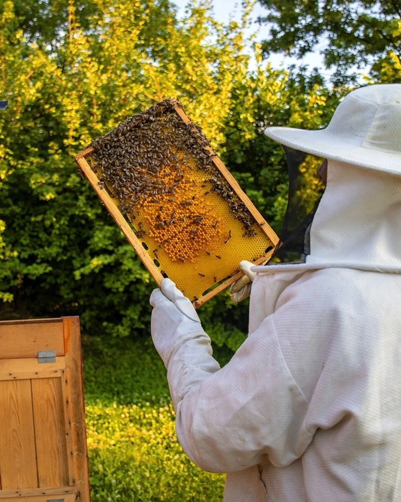 honey bee