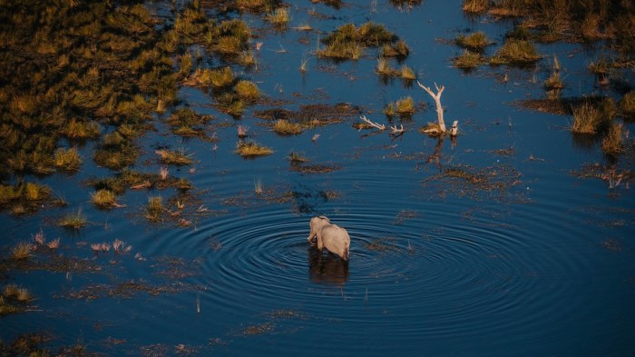 Okavango Blue An elephant in the Okavango Delta.